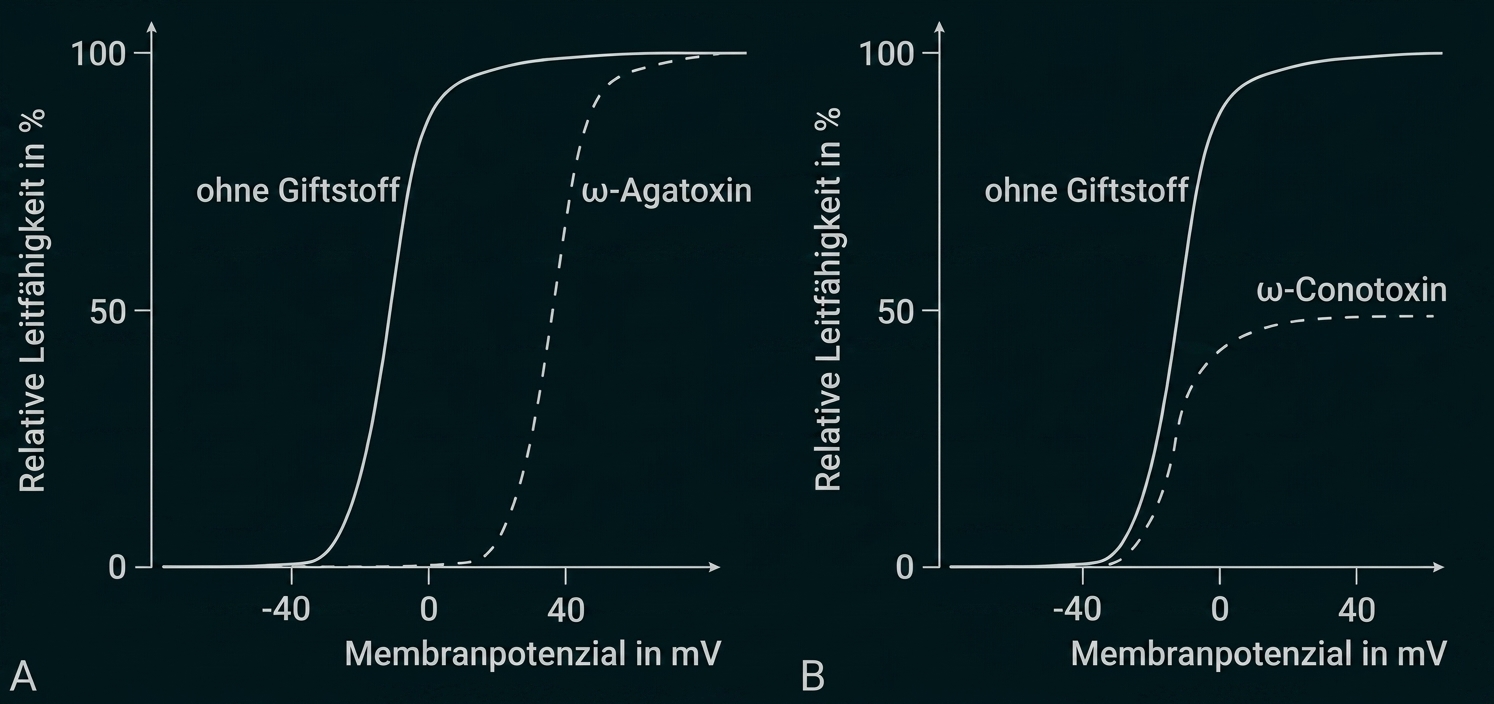 Zwei Plots: Leitfähigkeit (%) gegen Membranpotenzial (mV). Vollkurven ohne Gift, gestrichelt mit ω‑Agatoxin (links) bzw. ω‑Conotoxin (rechts)